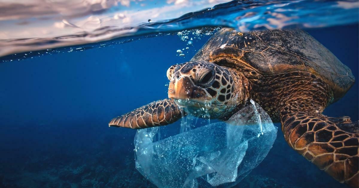 4 Glaring Effects of Single-Use Plastic On The Environment