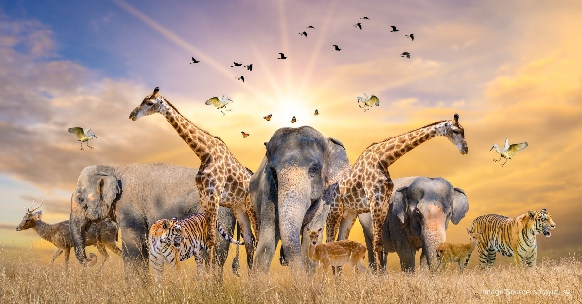 corn starch bags for animal sustainability