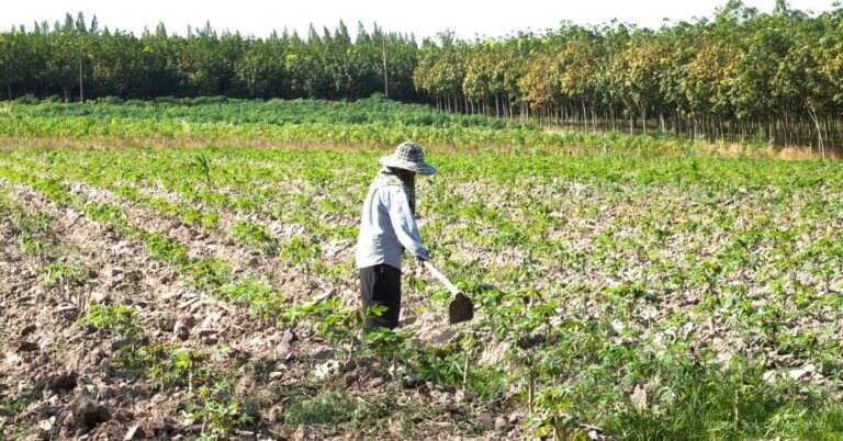 How Cassava Bags Benefit Small Farmers