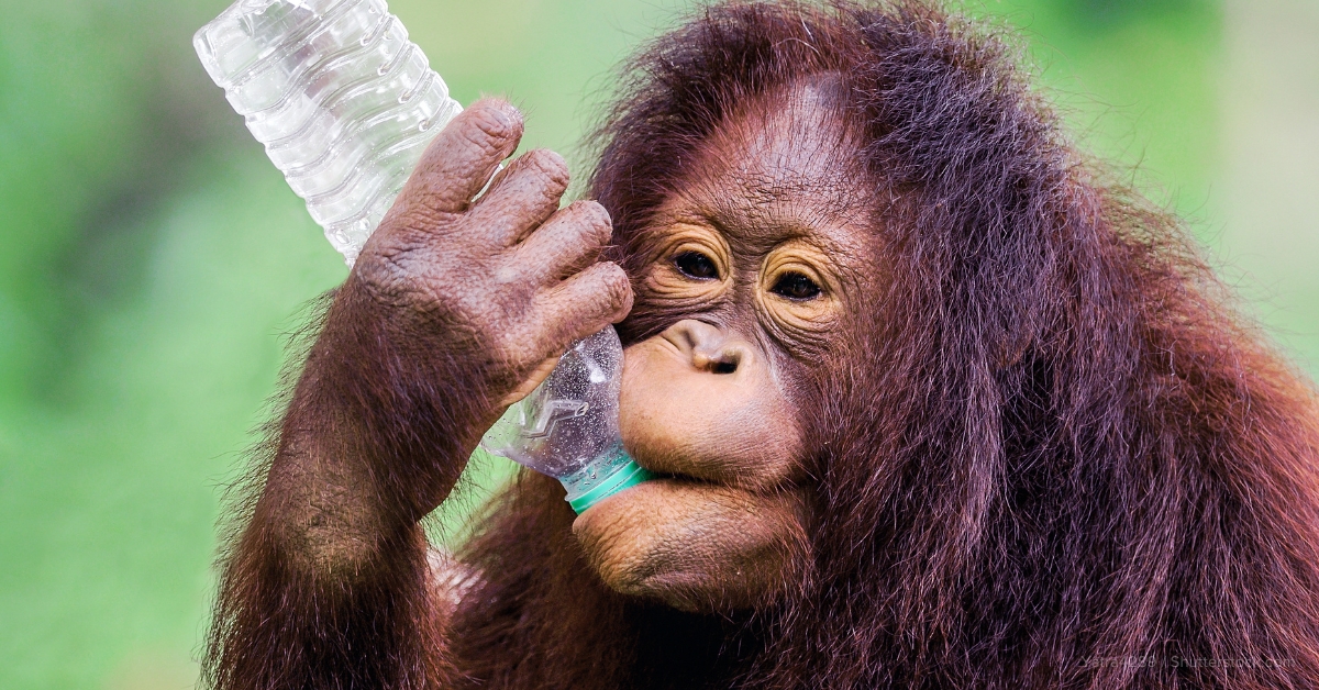 how do eco-friendly plastics impact animals