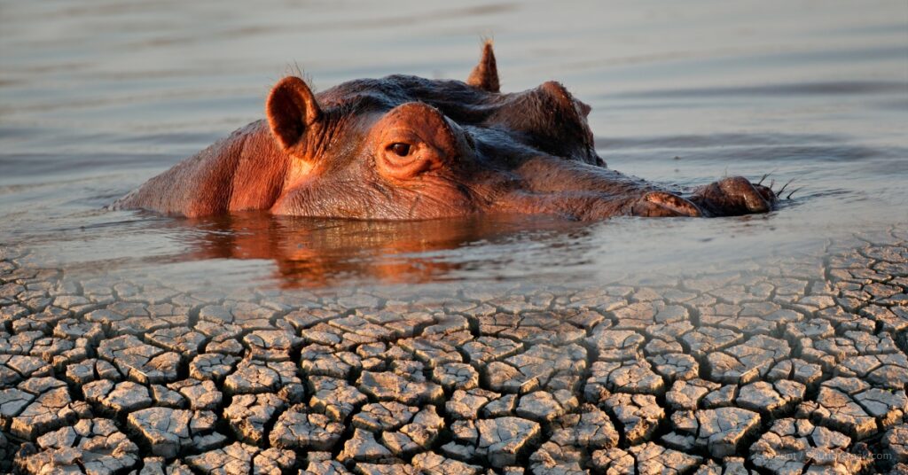 how do eco-friendly plastics impact animals