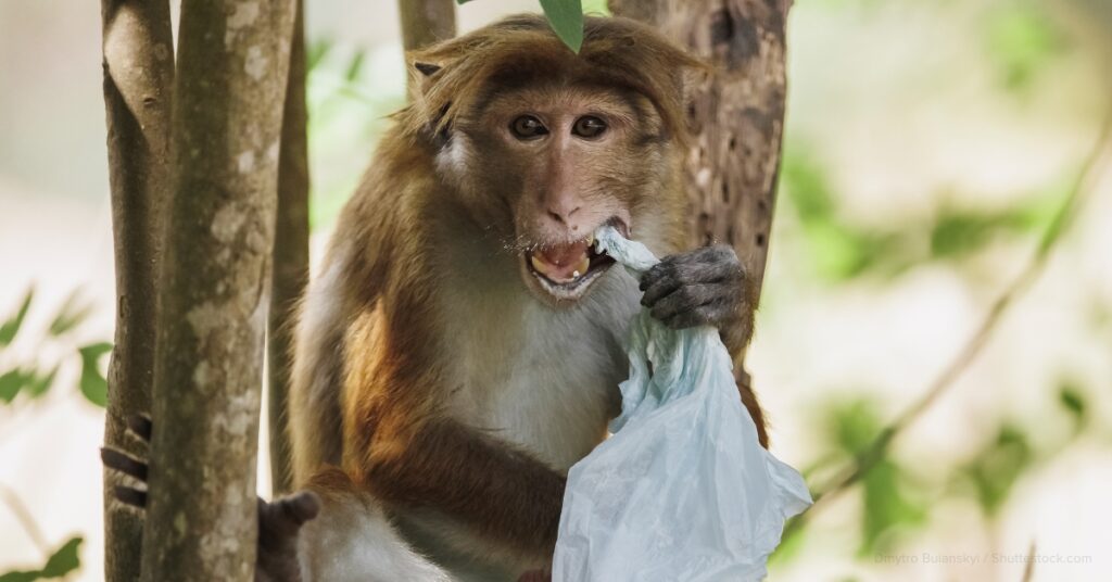 impact of sustainability on animals