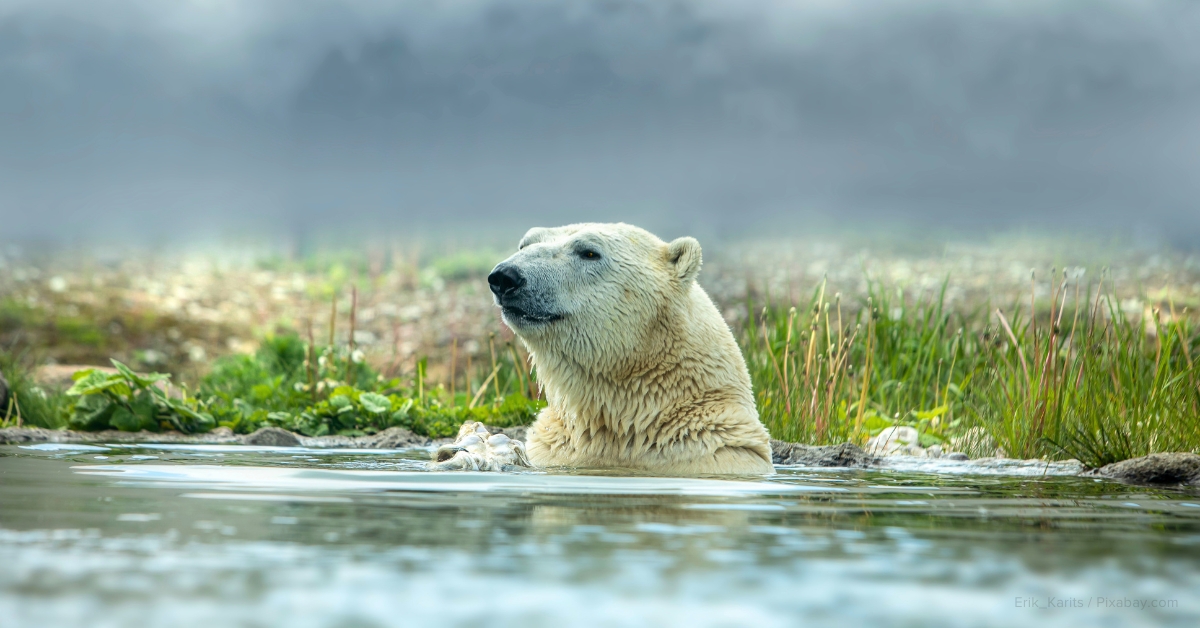 how are the polar bears