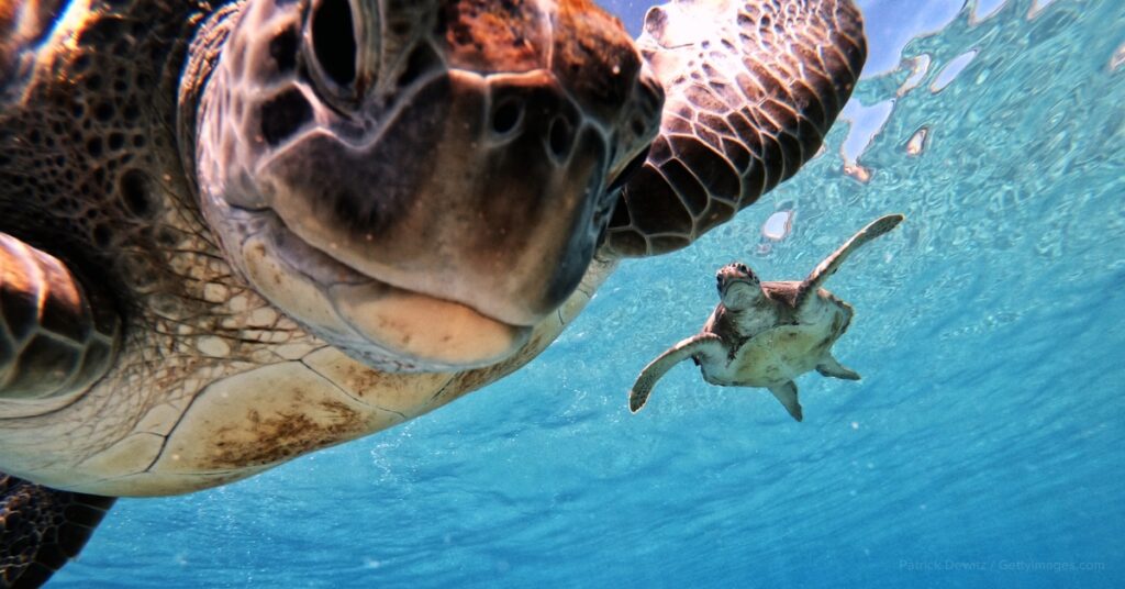 save the turtles