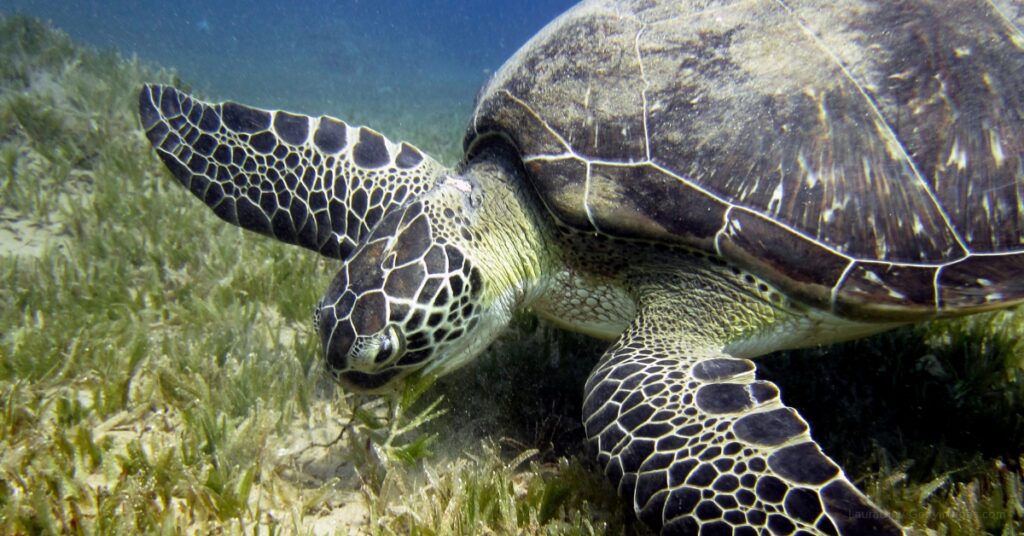 save the turtles