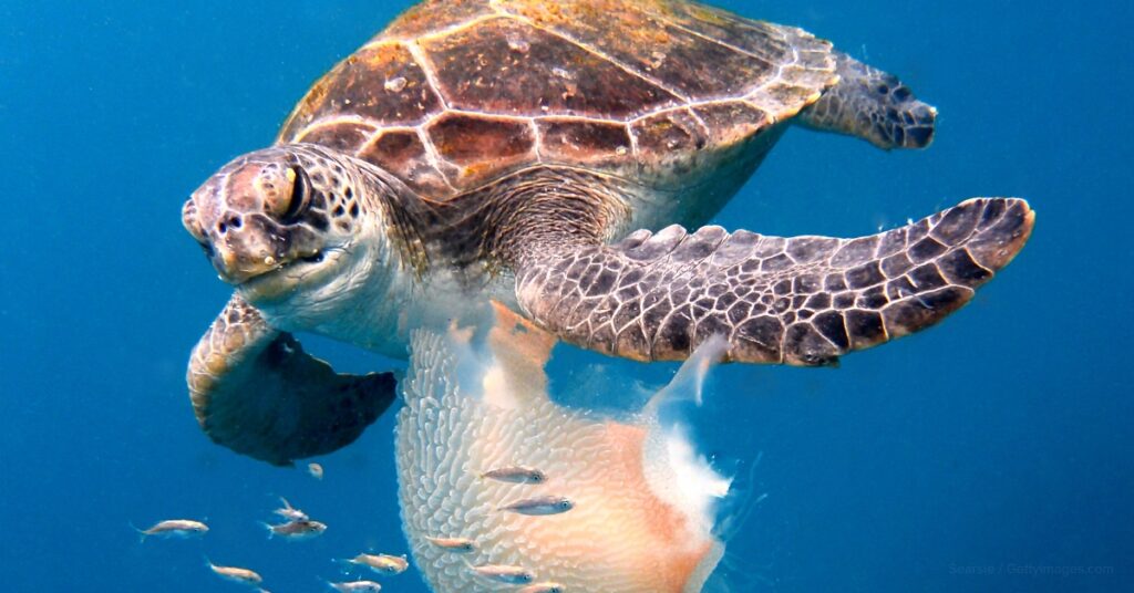 save the turtles