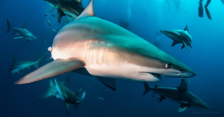 Save the Sharks: Don’t Let Plastic Be Their End