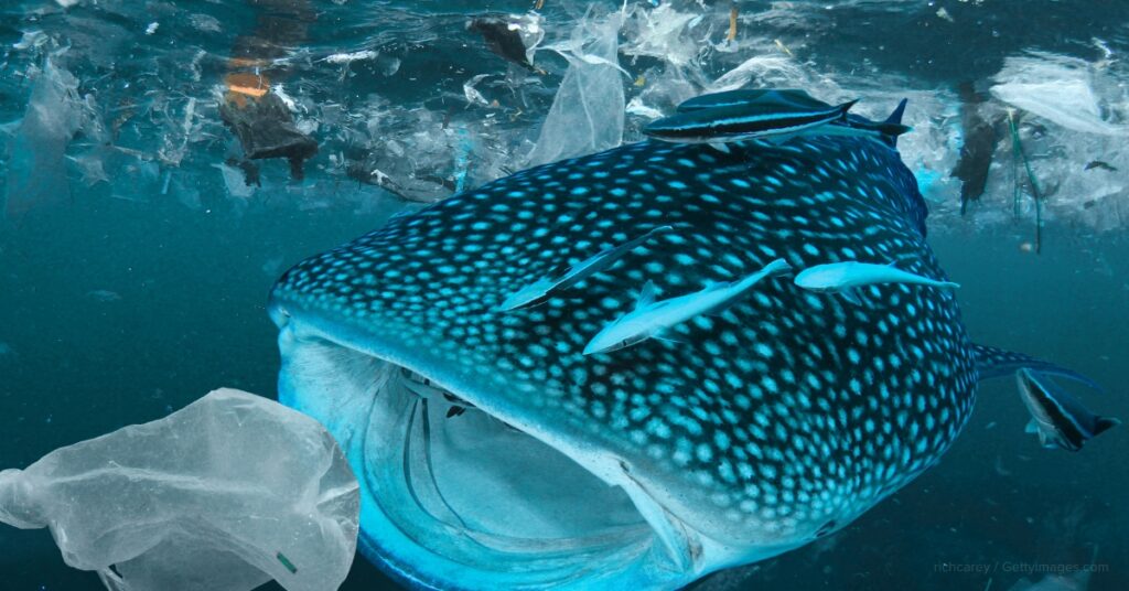 save the sharks