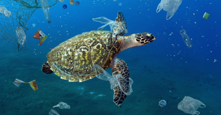 Entangled and Ingested: Plastic Pollution on Sea Turtle Migration